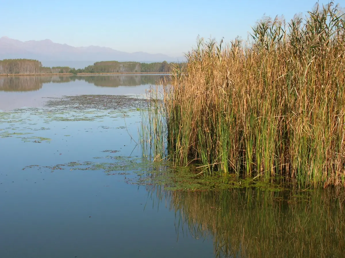 Canneto e acque ferme al Lago di Candia nella luce calda